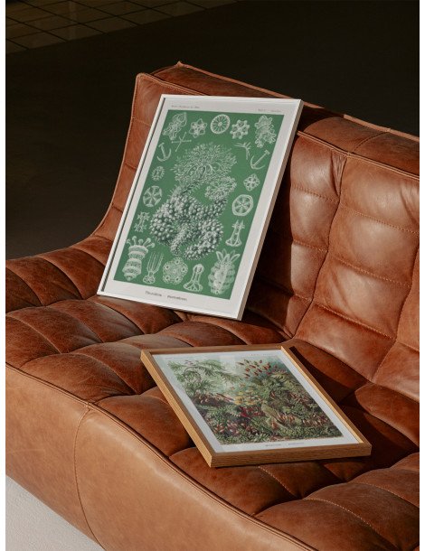 Ernst Haeckel - Artforms in nature - No. 50