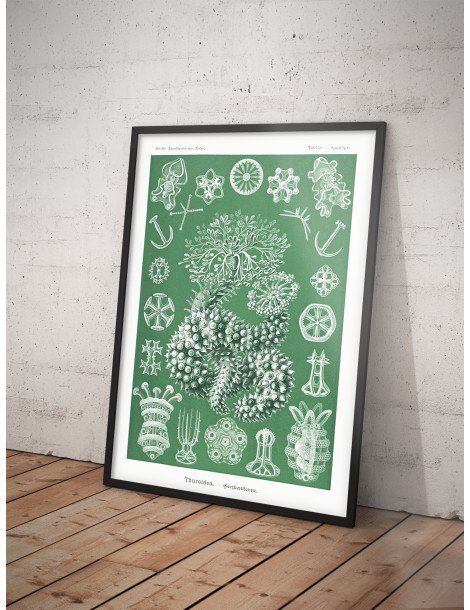 Ernst Haeckel - Artforms in nature - No. 50