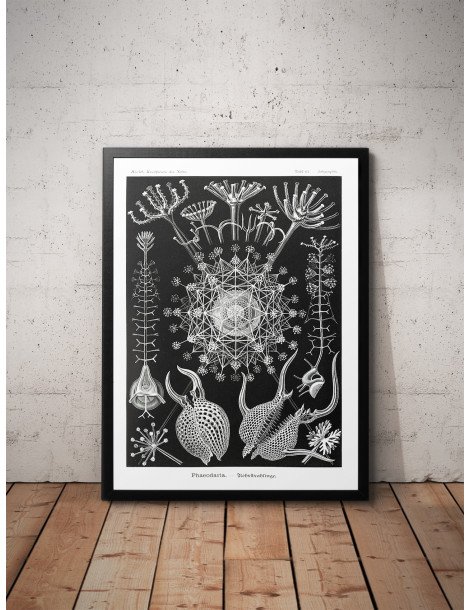 Ernst Haeckel - Artforms in nature - No. 61 Poster