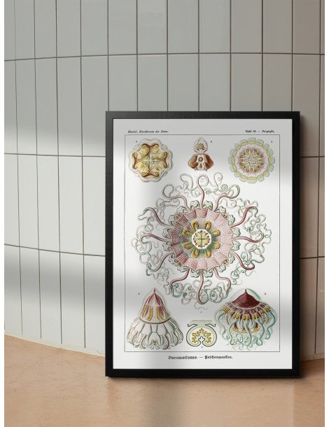Ernst Haeckel - Artforms in nature - No. 38 Poster