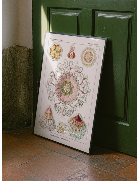 Ernst Haeckel - Artforms in nature - No. 38 Poster