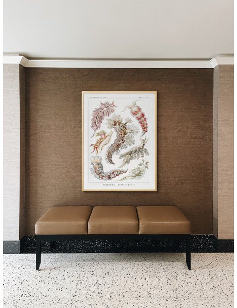 Ernst Haeckel - Artforms in nature - No. 43 Poster