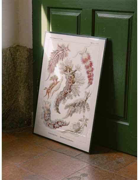 Ernst Haeckel - Artforms in nature - No. 43 Poster