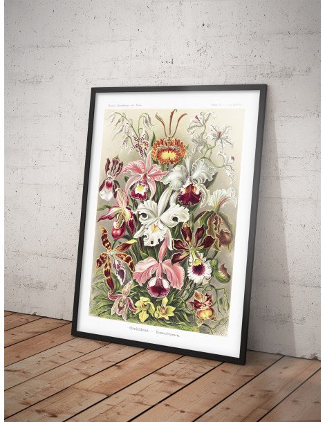 Ernst Haeckel - Artforms in nature - No. 74 Poster