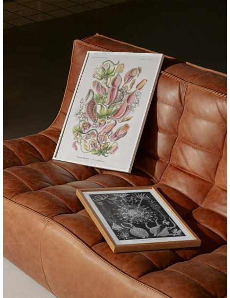 Ernst Haeckel - Artforms in nature - No. 62