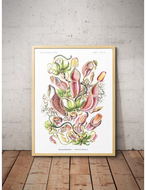 Ernst Haeckel - Artforms in nature - No. 62
