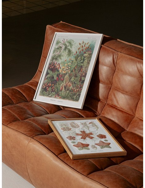 Ernst Haeckel - Artforms in nature - No. 72 Poster