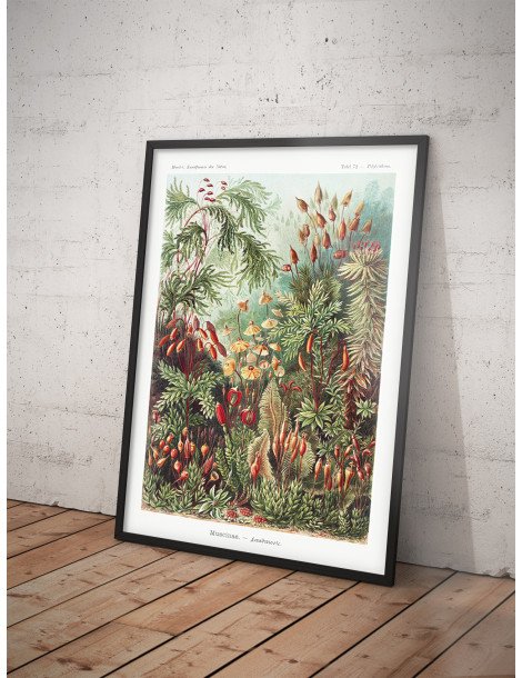 Ernst Haeckel - Artforms in nature - No. 72 Poster