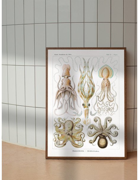 Ernst Haeckel - Artforms in nature - No. 54