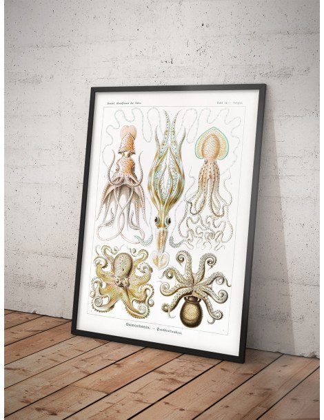 Ernst Haeckel - Artforms in nature - No. 54