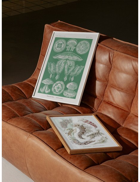 Ernst Haeckel - Artforms in nature - No. 88 Poster