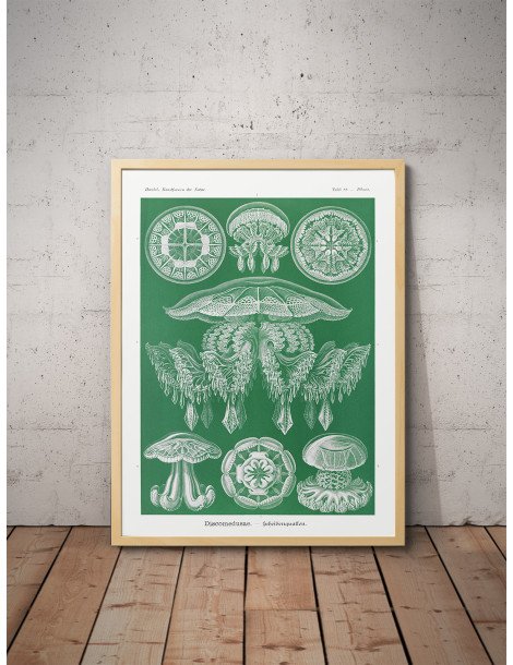 Ernst Haeckel - Artforms in nature - No. 88 Poster