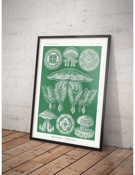Ernst Haeckel - Artforms in nature - No. 88 Poster