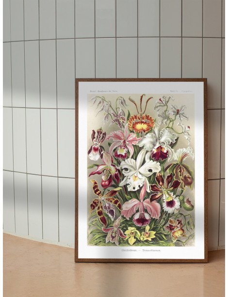 Ernst Haeckel - Artforms in nature - No. 74 Poster