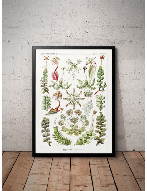 Ernst Haeckel - Artforms in nature - No. 82