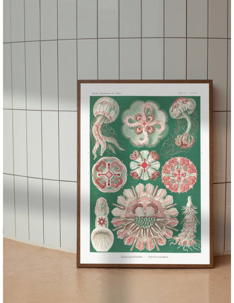 Ernst Haeckel - Artforms in nature - No. 98