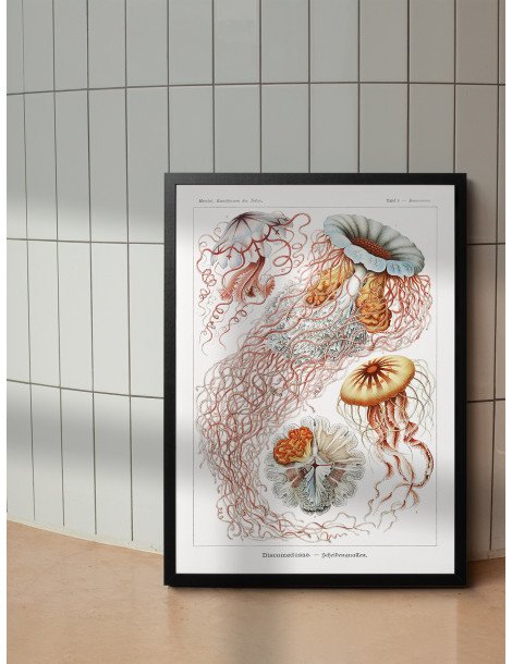 Ernst Haeckel - Artforms in nature - No. 8 Poster