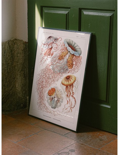 Ernst Haeckel - Artforms in nature - No. 8 Poster