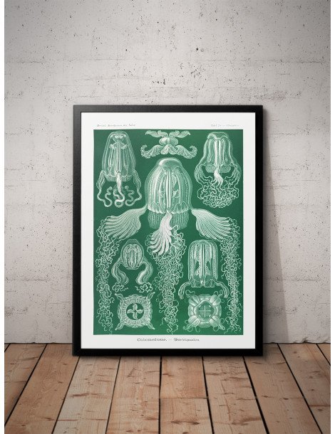 Ernst Haeckel - Artforms in nature - No. 78 Poster