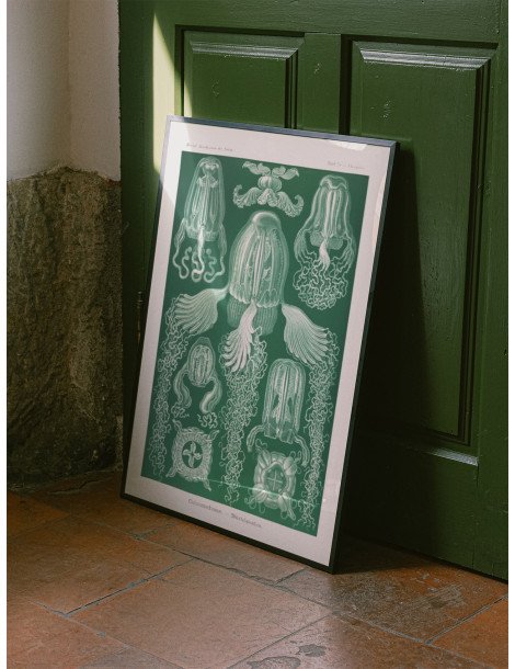 Ernst Haeckel - Artforms in nature - No. 78 Poster