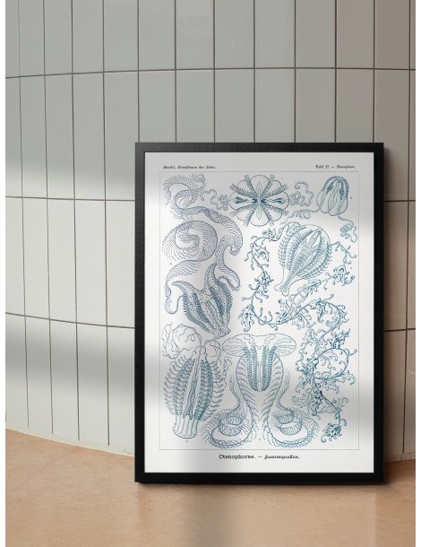 Ernst Haeckel - Artforms in nature - No. 27 Poster
