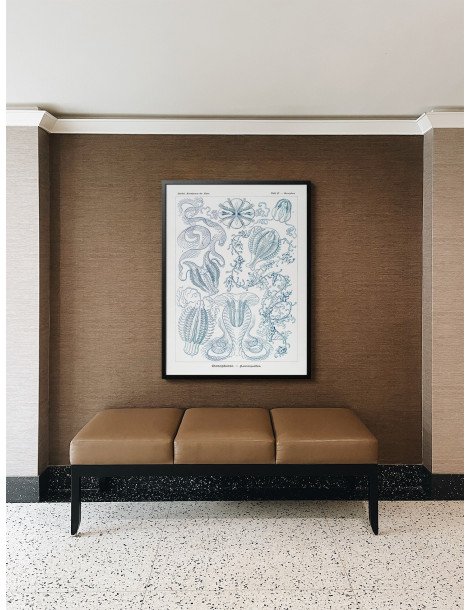 Ernst Haeckel - Artforms in nature - No. 27 Poster