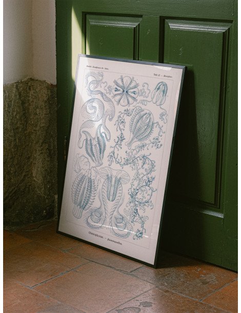Ernst Haeckel - Artforms in nature - No. 27 Poster