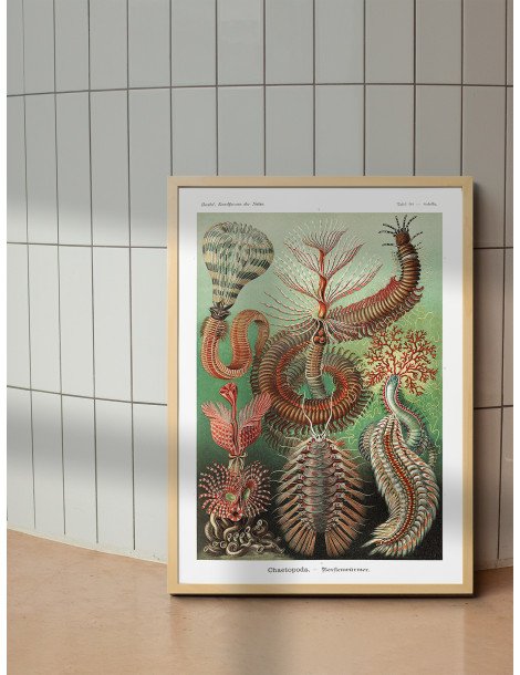 Ernst Haeckel - Artforms in nature - No. 96 Poster