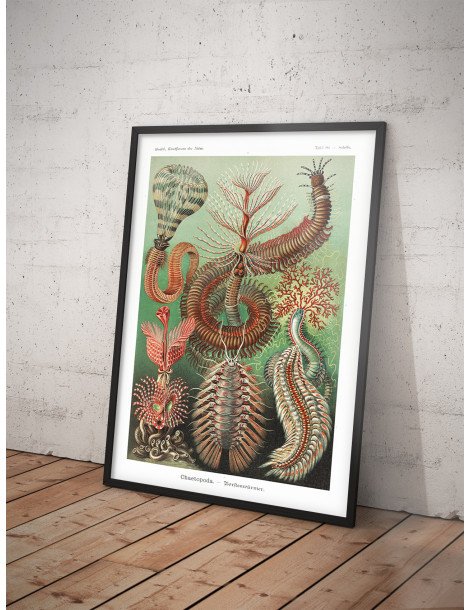Ernst Haeckel - Artforms in nature - No. 96 Poster