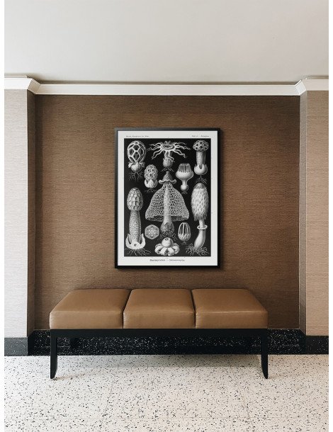 Ernst Haeckel - Artforms in nature - No. 63 Poster