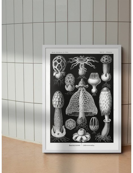 Ernst Haeckel - Artforms in nature - No. 63 Poster