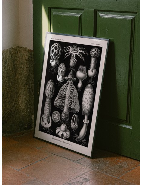 Ernst Haeckel - Artforms in nature - No. 63 Poster