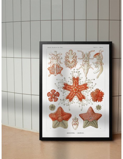 Ernst Haeckel - Artforms in nature - No. 40