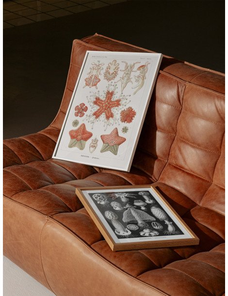 Ernst Haeckel - Artforms in nature - No. 40