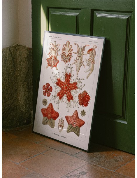 Ernst Haeckel - Artforms in nature - No. 40