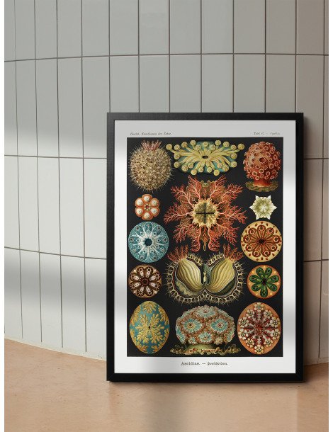 Ernst Haeckel - Artforms in nature - No. 85 Poster