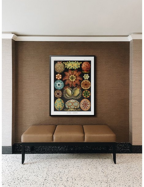 Ernst Haeckel - Artforms in nature - No. 85 Poster