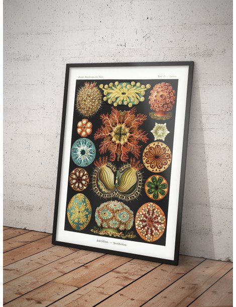 Ernst Haeckel - Artforms in nature - No. 85 Poster