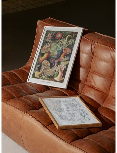 Ernst Haeckel - Artforms in nature - No. 49 Poster