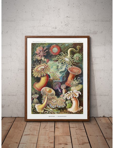 Ernst Haeckel - Artforms in nature - No. 49 Poster