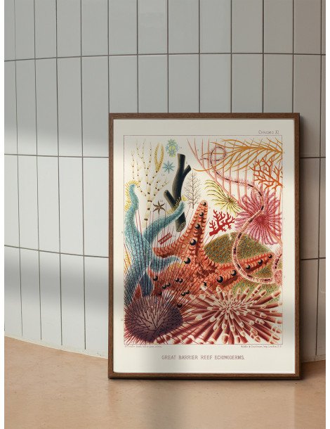 The great barrier reef of Australia -  Echinoderms