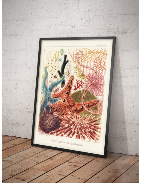 The great barrier reef of Australia -  Echinoderms