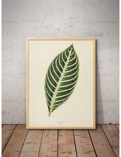 Tiger plant