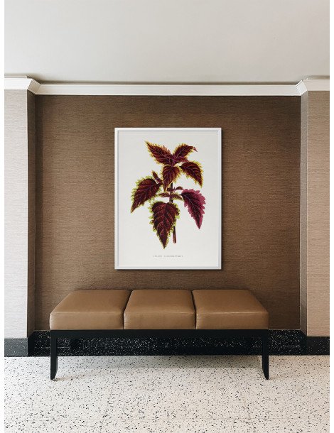 Pink coleus Poster