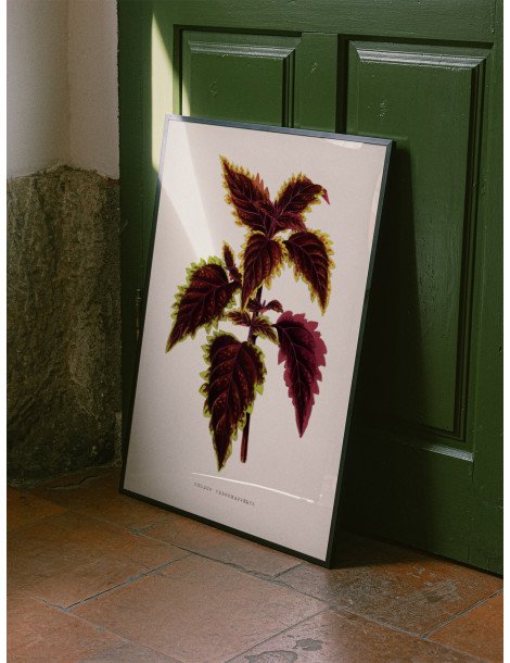 Pink coleus Poster