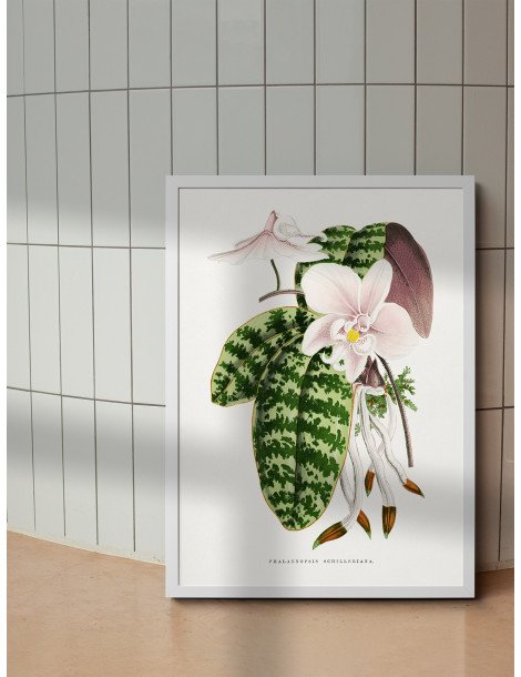 Green Phalaenopsis Schillerian Poster