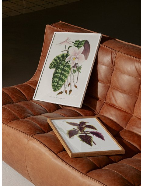 Green Phalaenopsis Schillerian Poster