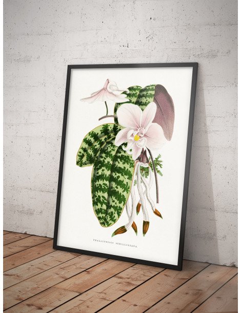 Green Phalaenopsis Schillerian Poster