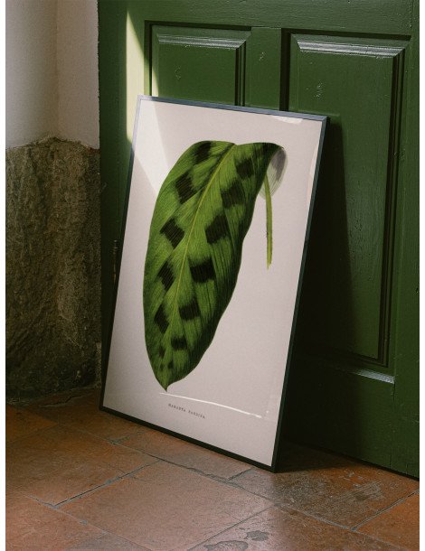 Green Maranta Pardina Poster