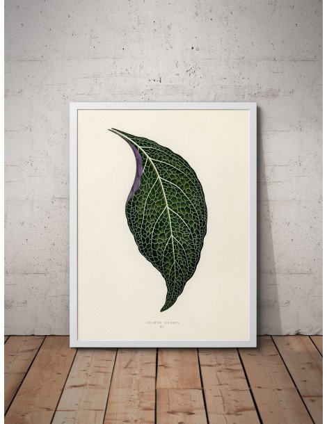 Adelaster Albivenis Poster